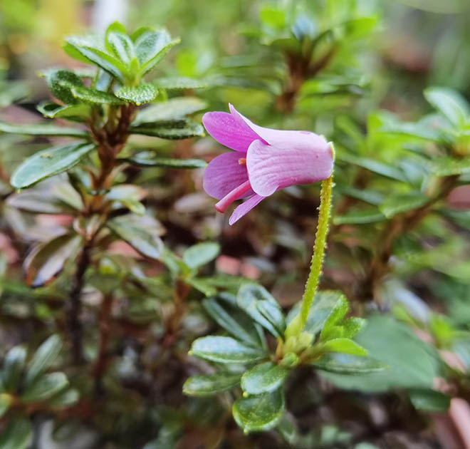 Rhododendron campylogynum 'myrtilloides'